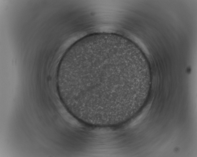 X0000100390673200807031950