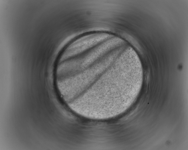 X0000100390676200807031950