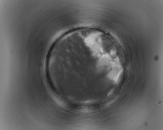 X0000100390678200807031950