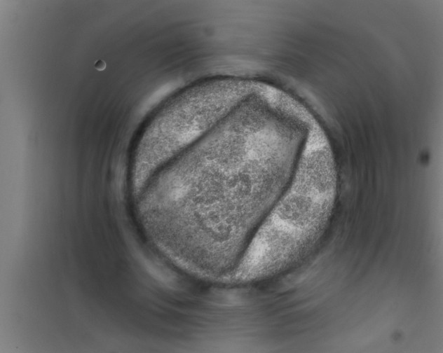 X0000100390679200807031950