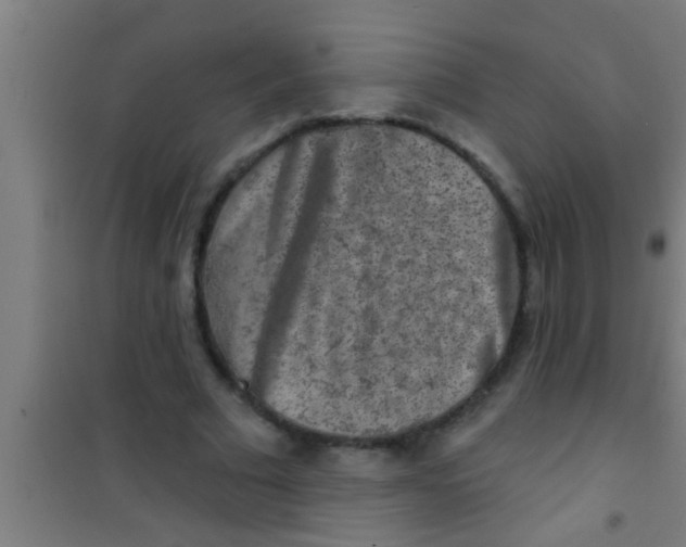 X0000100390681200807031950