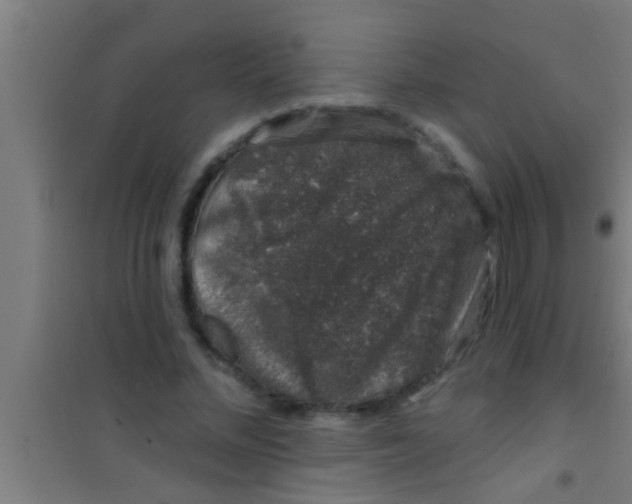 X0000100390684200807031950