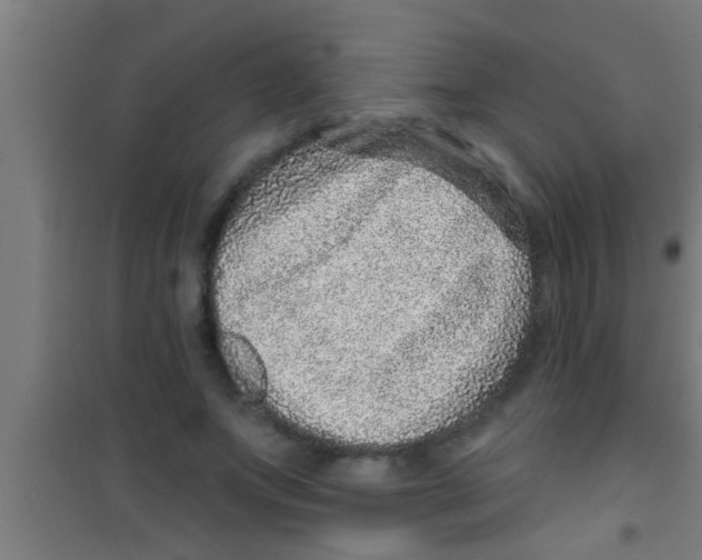 X0000100390687200807031950