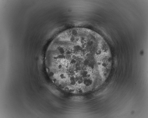 X0000100390691200807031950