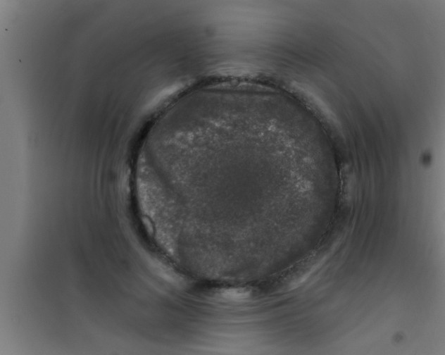 X0000100390692200807031950