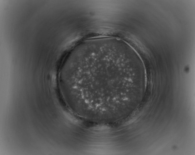 X0000100390696200807031950