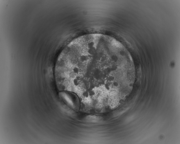 X0000100390699200807031950