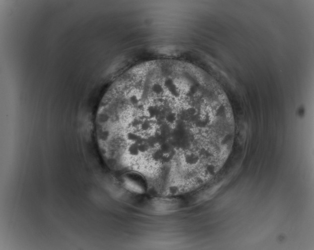 X0000100390707200807031949