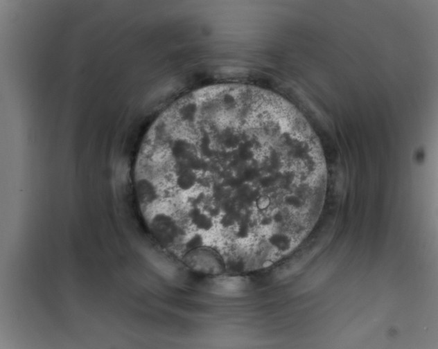 X0000100390711200807031949