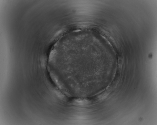 X0000100390712200807031949