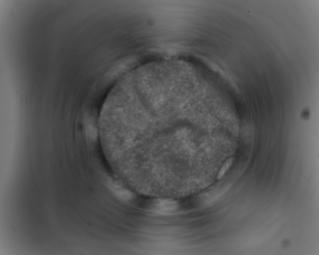 X0000100390719200807031949