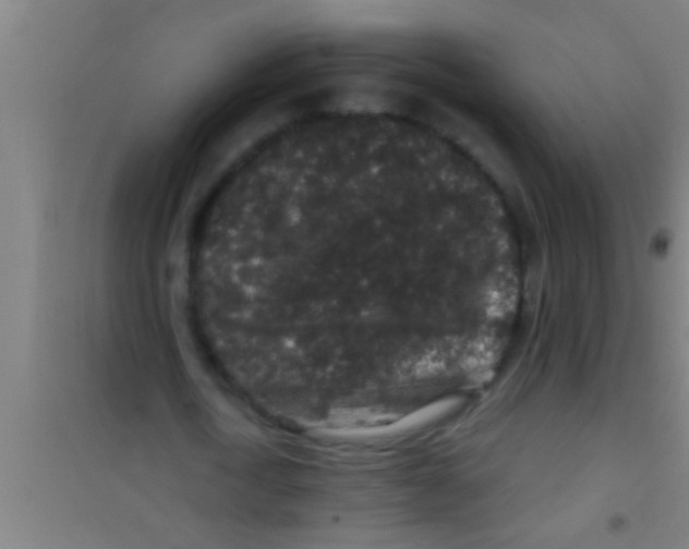 X0000100390722200807031948