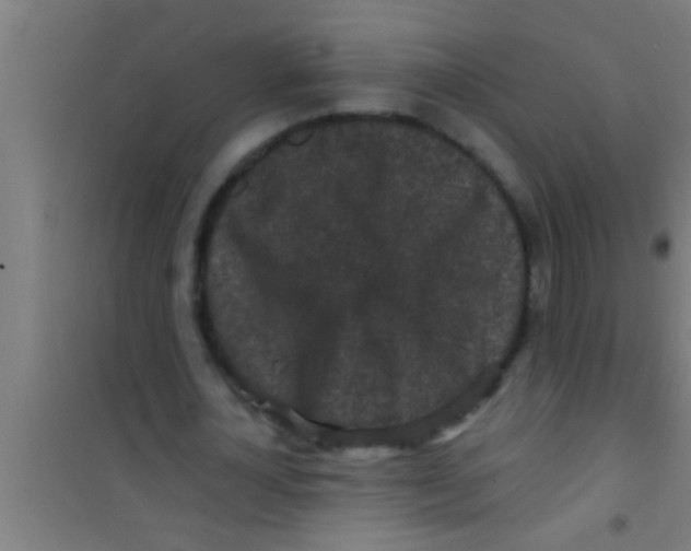 X0000100390724200807031948