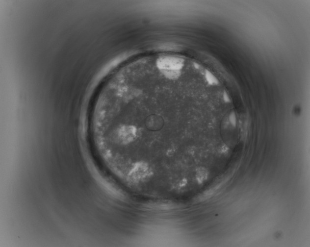 X0000100390726200807031949