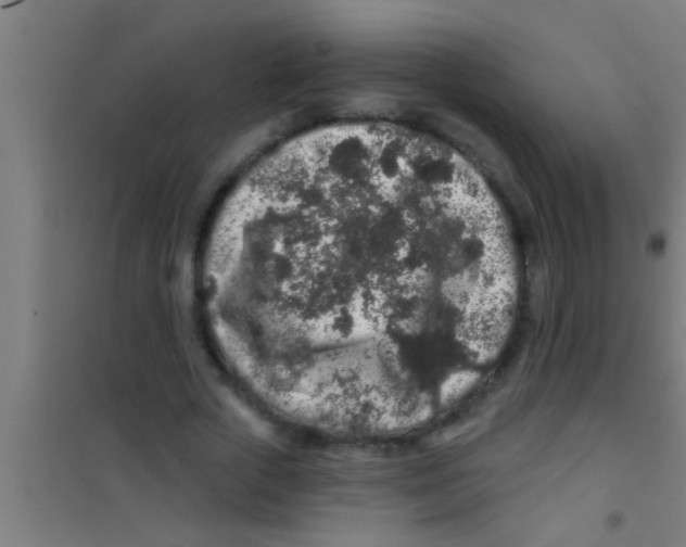 X0000100390729200807031949