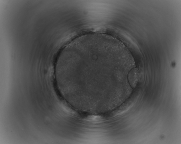 X0000100390748200807031949