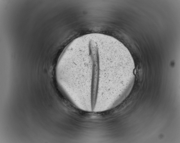 X0000100390750200807031949