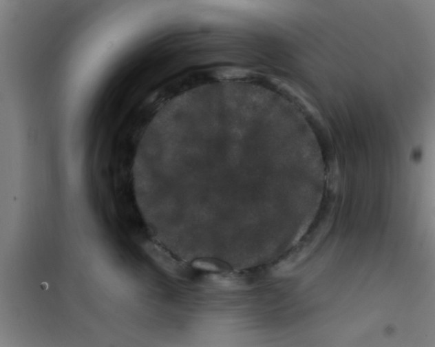 X0000100390763200807031949