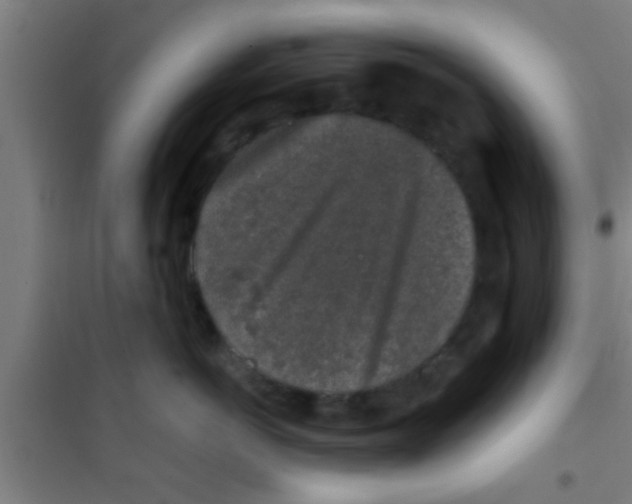 X0000100390766200807031949