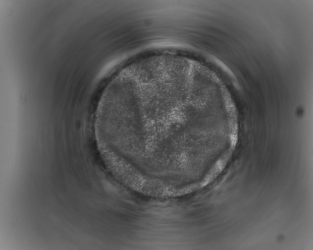 X0000100390775200807031948