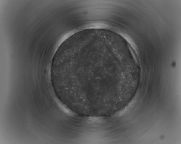 X0000100390850200807031947