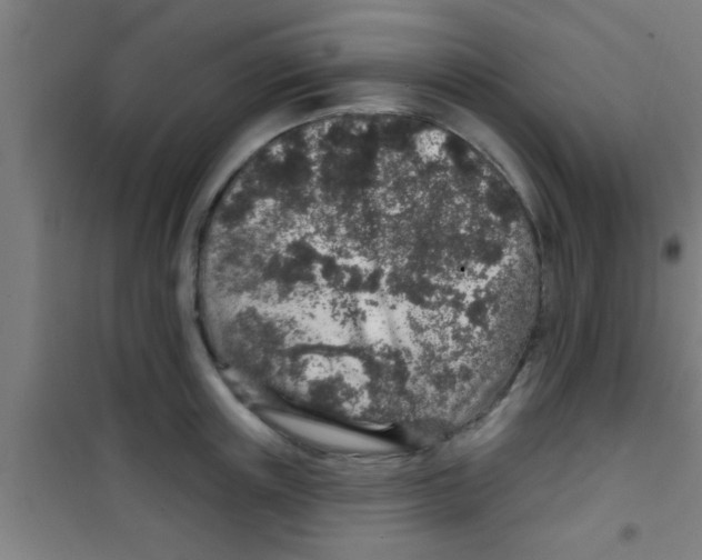 X0000100390851200807031947