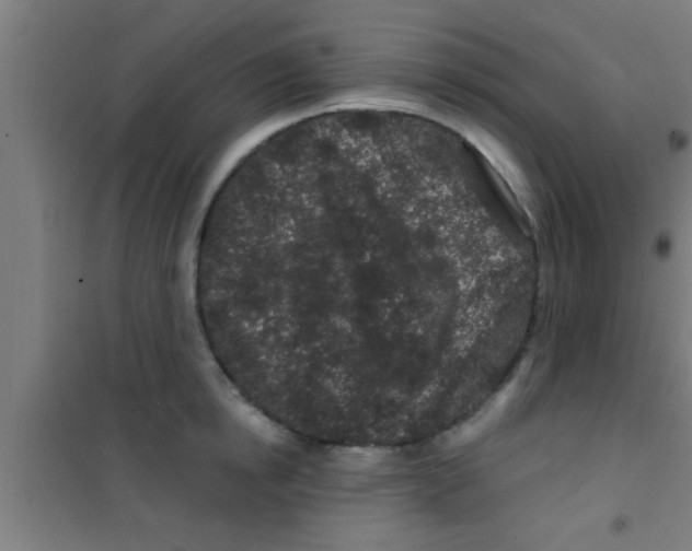 X0000100390854200807031947