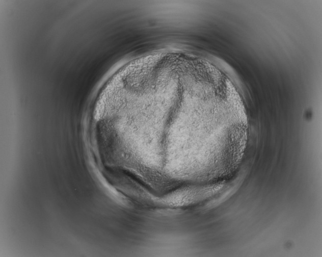 X0000100390859200807031948