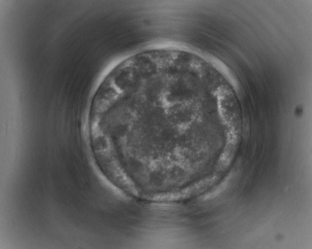 X0000100390863200807031948