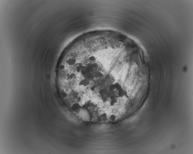 X0000100390879200807031947