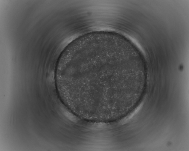 X0000100390881200807031947