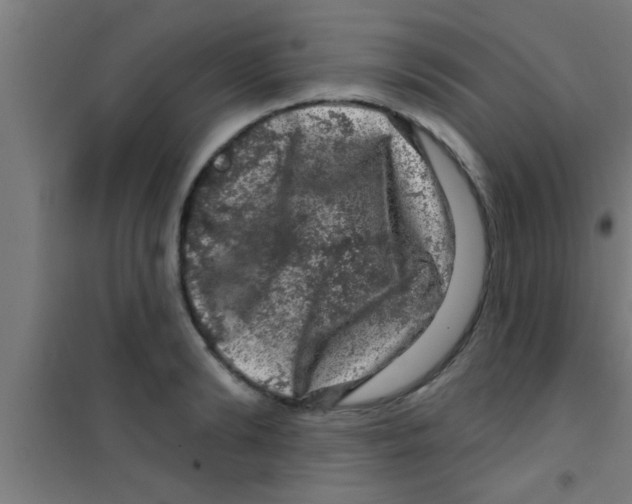 X0000100390894200807031946