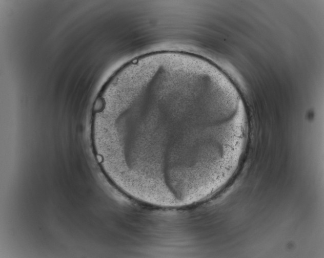 X0000100390896200807031946