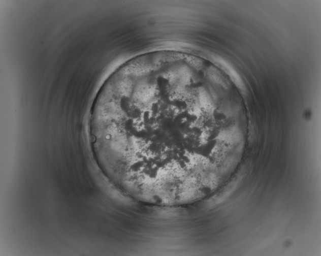 X0000100390899200807031946