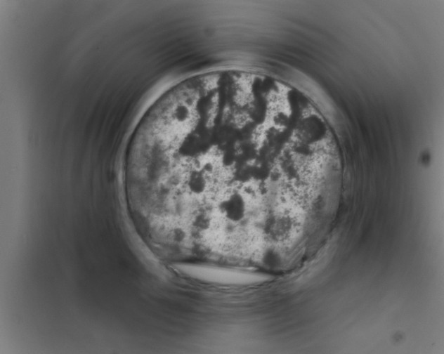 X0000100390907200807031946