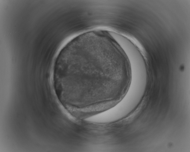 X0000100390910200807031946