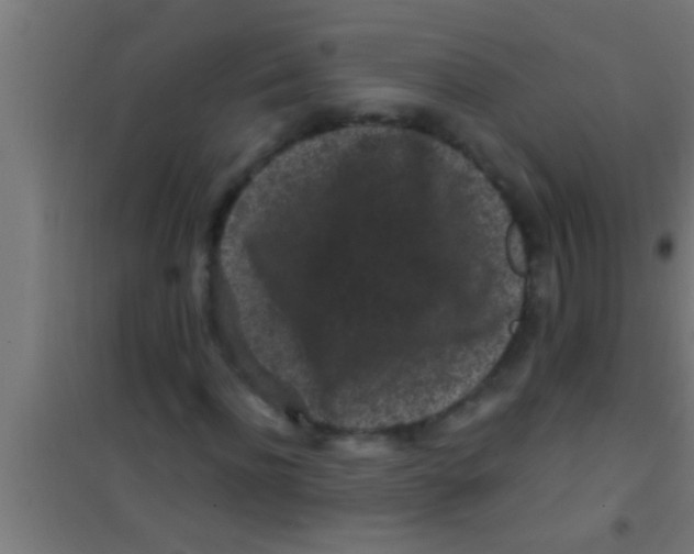 X0000100390916200807031946