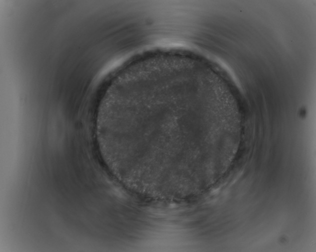 X0000100390919200807031946