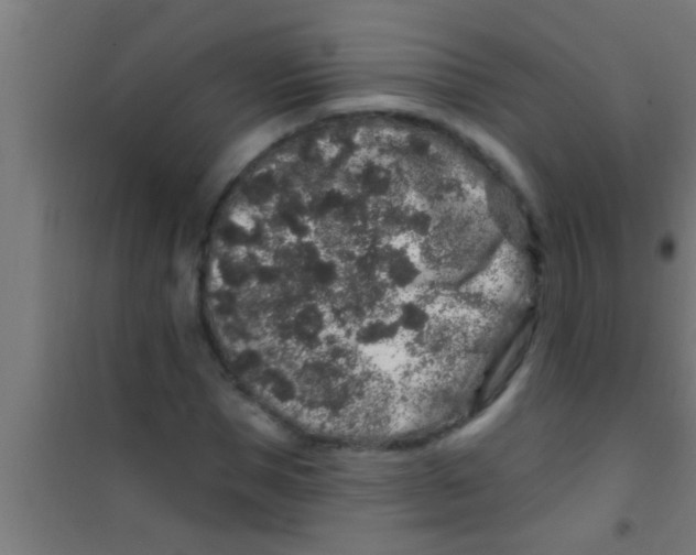 X0000100390921200807031946