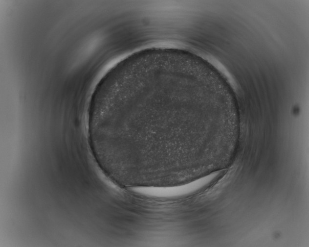 X0000100390935200807031946