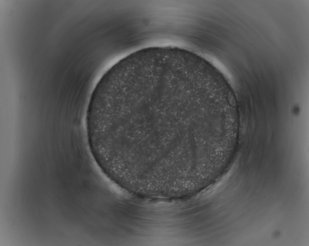 X0000100390943200807031946