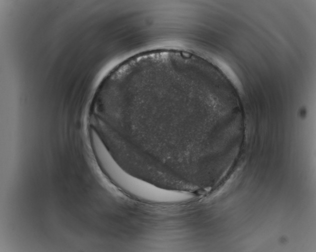 X0000100390944200807031946