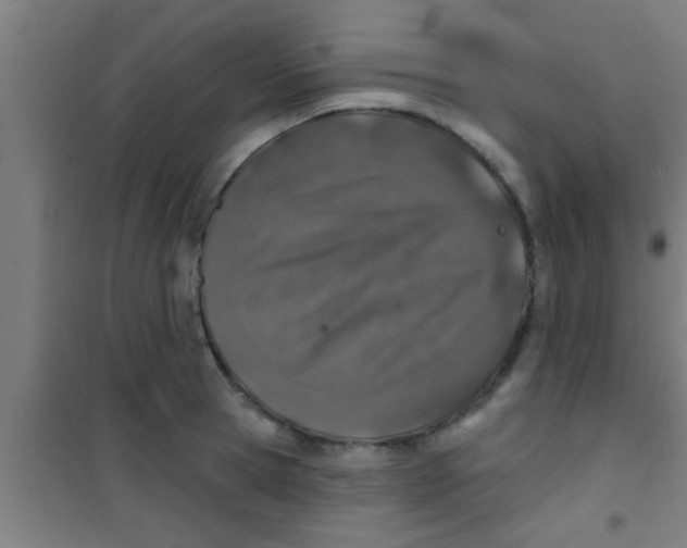 X0000100390945200807031946