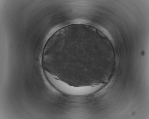 X0000100390946200807031946