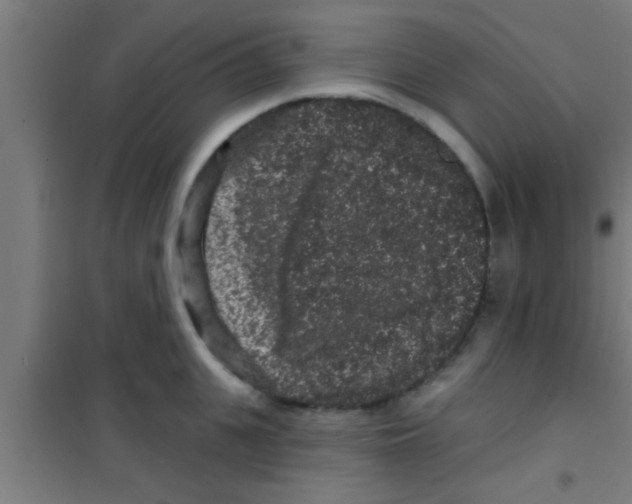 X0000100390951200807031946