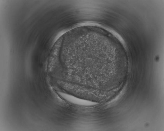 X0000100390953200807031946