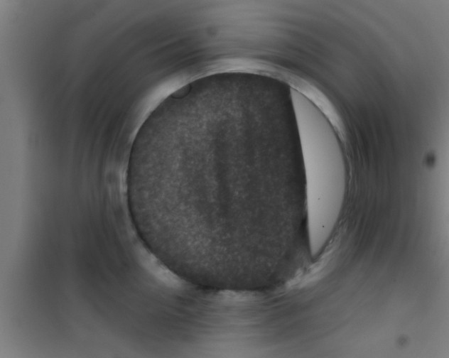 X0000100390954200807031946