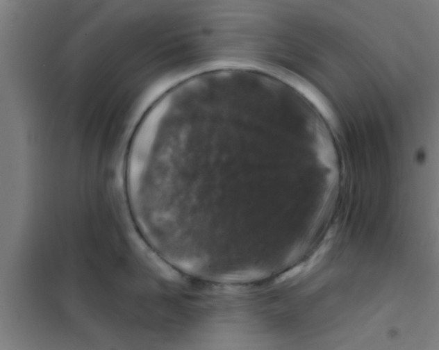 X0000100390958200807031946