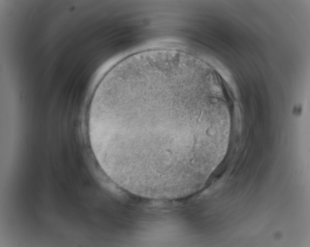 X0000100390960200807031946