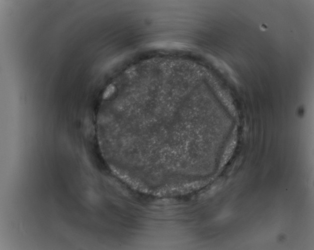 X0000100390966200807031945